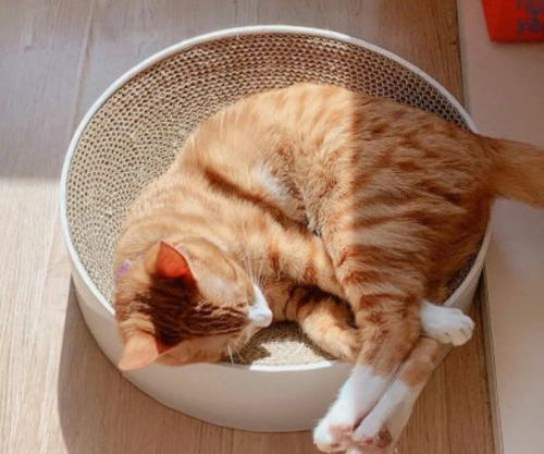 家里有钱怎么养宠物猫