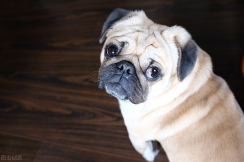 八哥犬一次喂多少