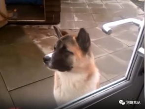 把宠物狗关门外怎么办