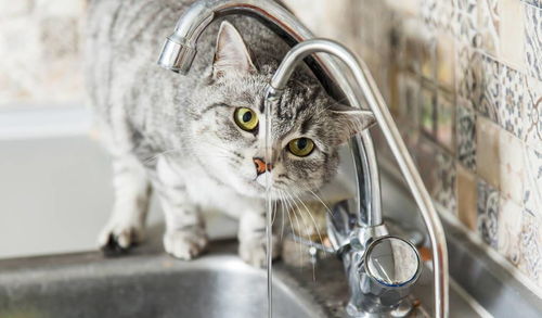 老年宠物猫怎么处理