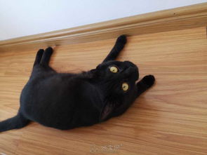 宠物猫怎么带去外地