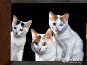 宠物猫要怎么照顾