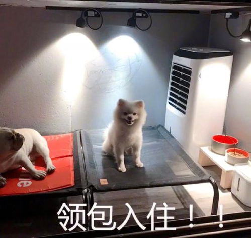 不在家怎么养宠物狗呢