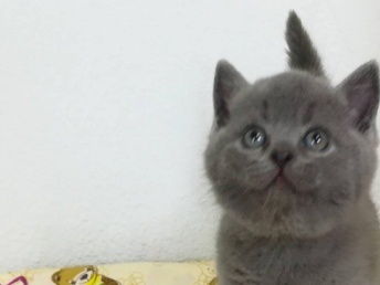 刚满月宠物猫怎么养活