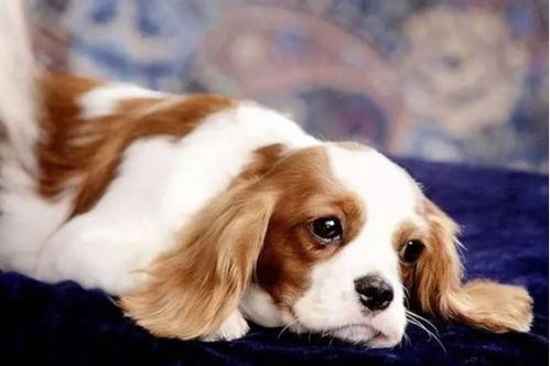 怎么养卡洛牌宠物狗犬