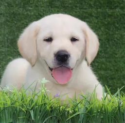 拉布拉多犬值多少钱