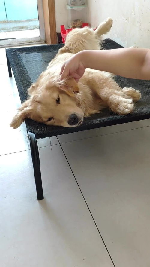 宠物狗耳朵受伤了怎么办