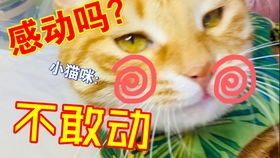 宠物猫的小衣服怎么做的