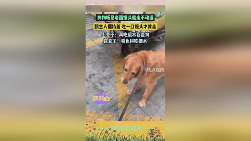 宠物狗走不动路怎么办