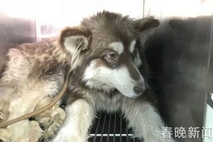 怎么能快速卖出宠物狗呢
