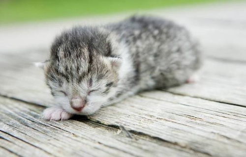 宠物猫幼猫怎么喂食好