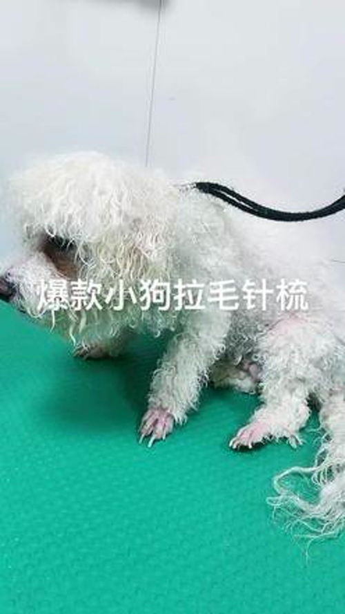 宠物狗拉毛针梳怎么用的
