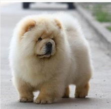 松狮犬纯种多少钱一只