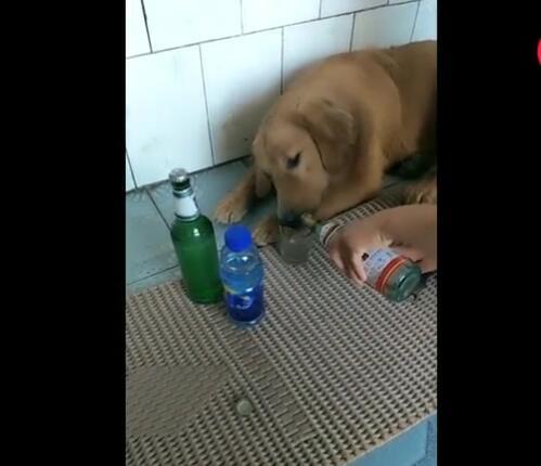 喝醉酒的宠物狗怎么办