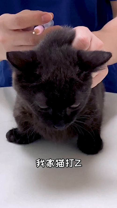 宠物猫打针怎么打