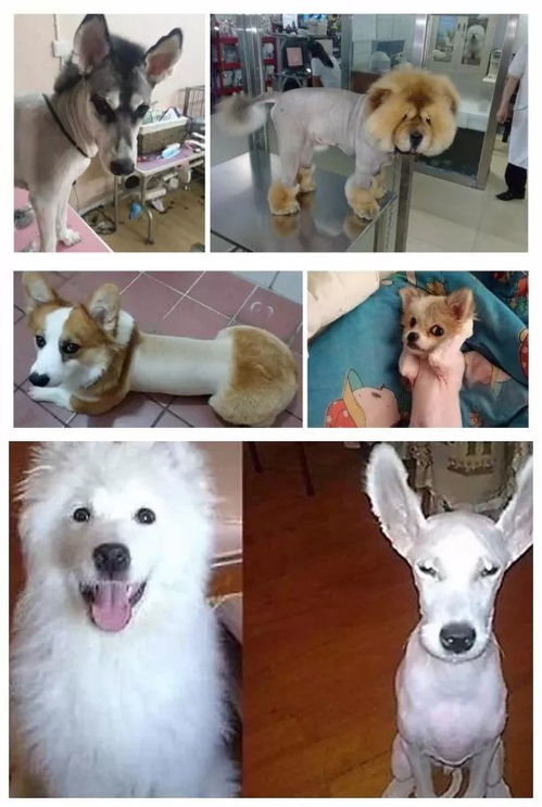 宠物狗剃毛结果会怎么样