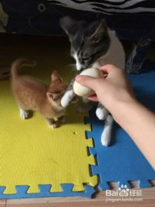 养猫怎么养猫是宠物猫