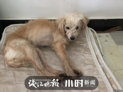 怎么找回走失宠物狗的家