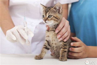 宠物猫感染狂犬病怎么办