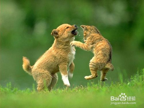 怎么判断宠物猫得狂犬病