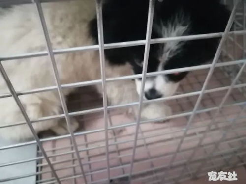 家有三猫宠物狗怎么养好