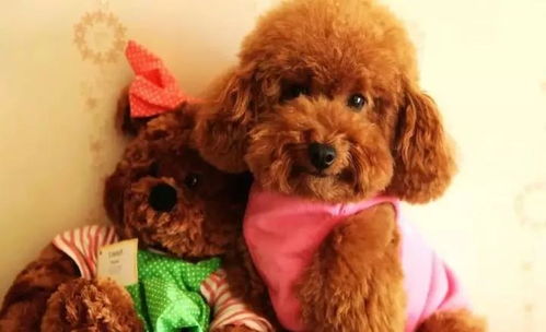 泰迪犬一次吃多少狗粮