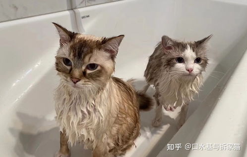 怎么跟宠物猫洗澡
