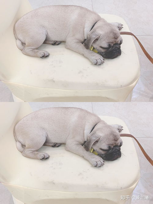 宠物狗沙皮犬怎么养的好