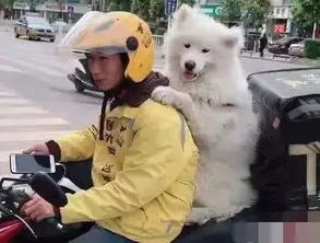 带宠物狗送外卖怎么样