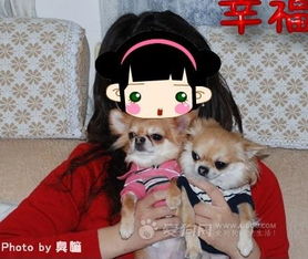 想在家养个宠物狗怎么办