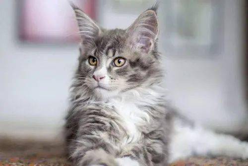 宠物猫吃了油会怎么样吗