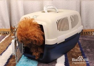 怎么靠养宠物猫赚钱