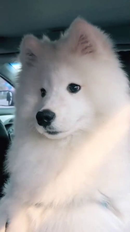 宠物狗回村后怎么养活的