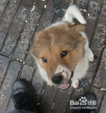 怎么样才能让宠物狗站起来