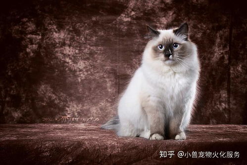 宠物猫死亡怎么处理