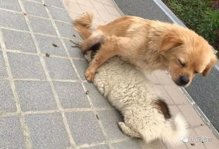 宠物狗的腿压断了怎么办