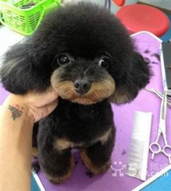 怎么给宠物狗泰迪洗澡呢