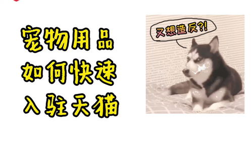 宠物猫怎么入驻天猫