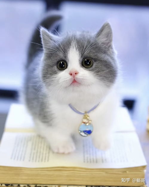 宠物猫怎么拿货