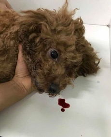 宠物狗吃毒香肠怎么办啊