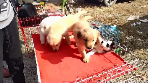 法斗宠物狗崽怎么喂养好
