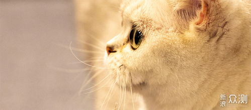 宠物猫怎么拍火