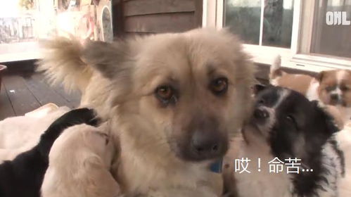 宠物狗怎么能下奶水呢