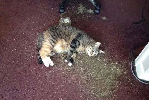 宠物猫薄荷小鱼怎么养