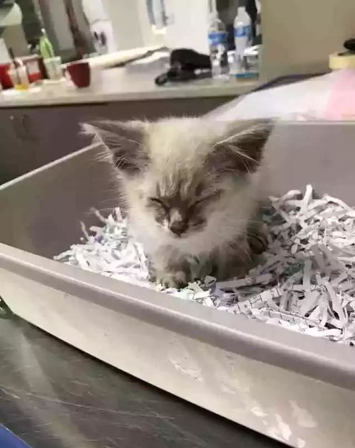 流浪宠物猫怎么收养回来