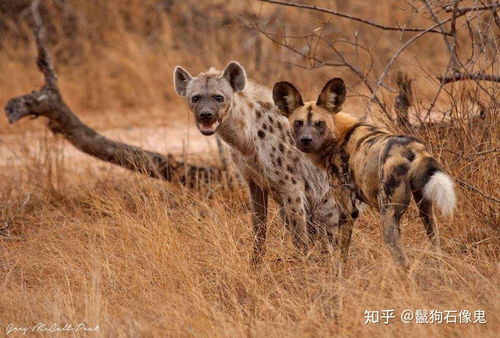 怎么区分野狗和宠物狗呢