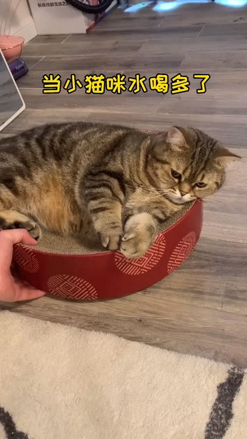 宠物猫栏怎么组装