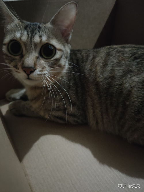 宠物猫托运怎么托运