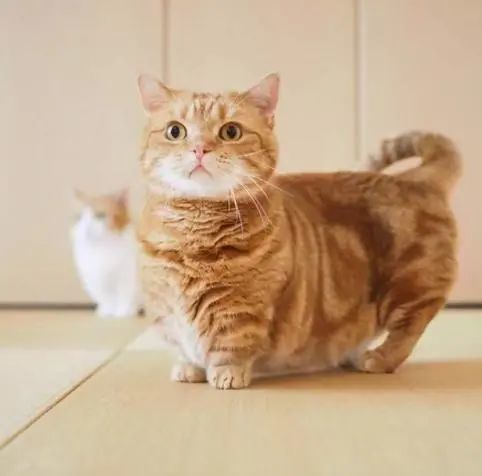 宠物狗和猫怎么喂养的好