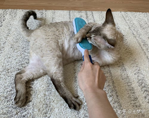 宠物猫毛怎么清除